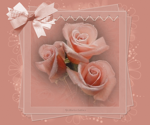  rosa rose For Dear Susie ♥