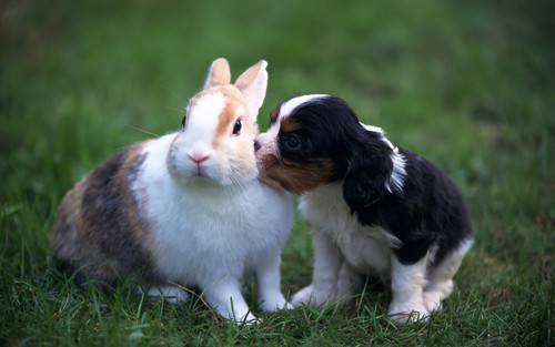 Puppy and Rabbit