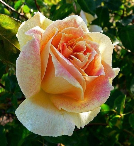 roses - Roses Photo (29801785) - Fanpop