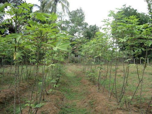  Tapioca Cultivation in Kerala