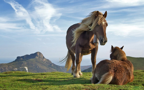  Tibetan ngựa con, ngựa, pony