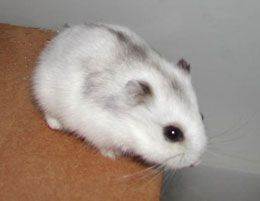 White dwarf hamster