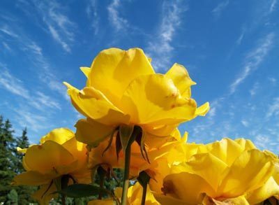  Yellow गुलाब & Blue Sky