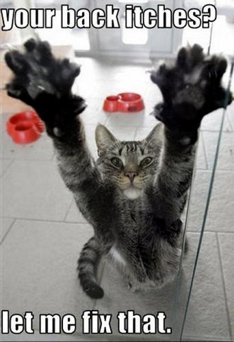 Funny Cats - Animal Humor Photo (4172474) - Fanpop