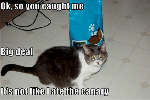  cat funny