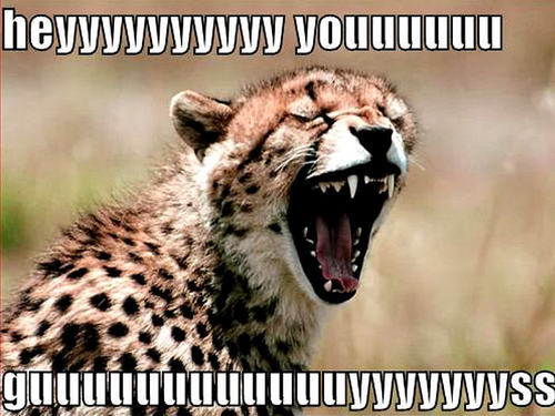  cheetah funny