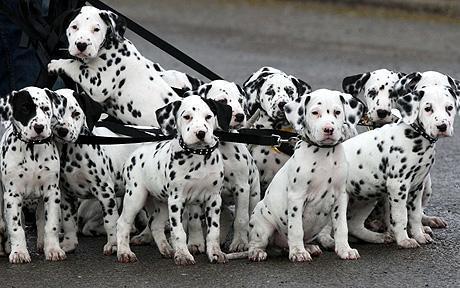  Dalmatian cachorritos