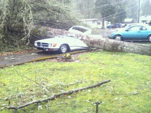  Massive tress fall in Sunday's wind storm in my state of Oregon
