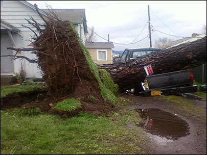  Massive tress fall in Sunday's wind storm in my state of Oregon