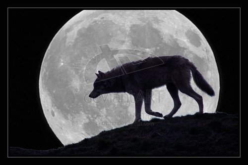 Người sói