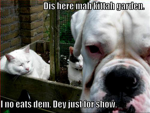  dog & cat funny