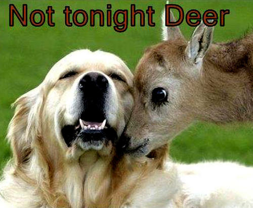  dog & deer funny