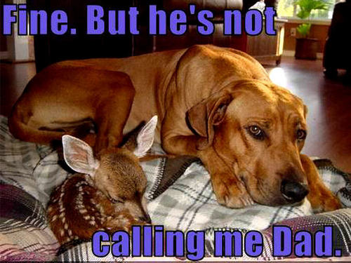  dog & deer funny