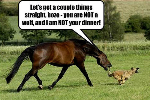 dog & horse funny