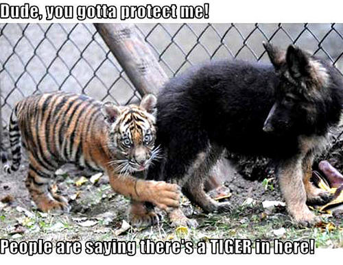  dog & tiger funny