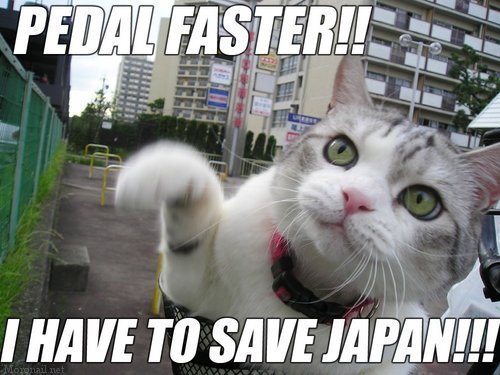  Cat wants to save Japão too!