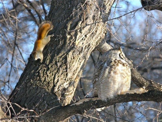 The Owl & the Squirrel sat in a tree... 