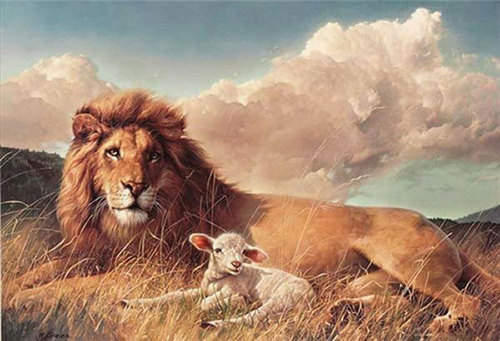  The lion and the मेमना, भेड़ का बच्चा