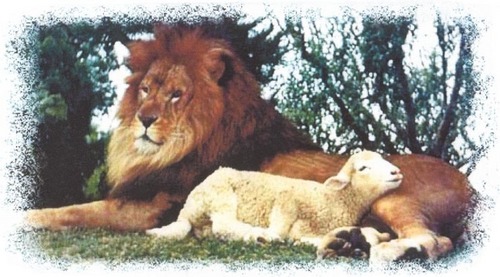  The lion and the agneau