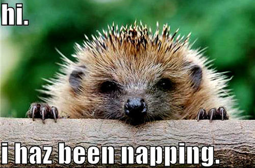  hedgehog funny
