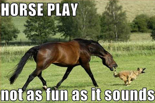  horse & dog funny