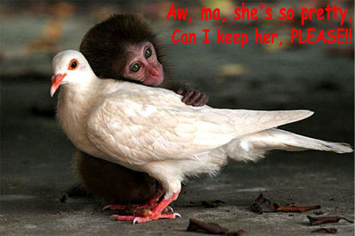  monkey & bird funny