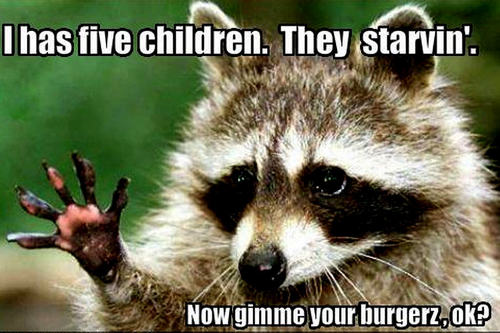 raccoon funny