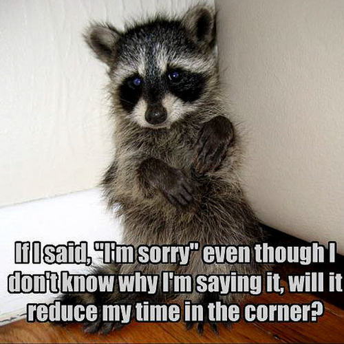  raccoon funny
