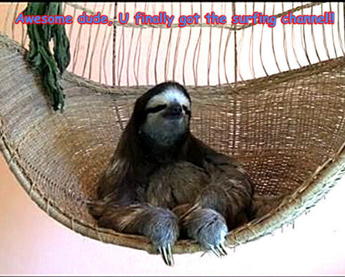 sloth funny