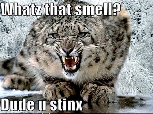  snow leopard funny