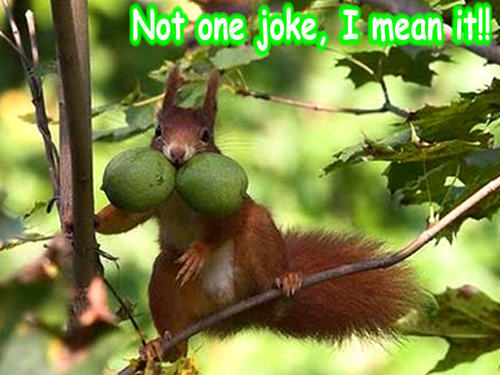 squirrel funny