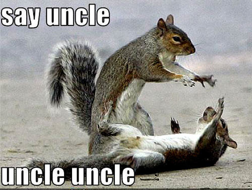squirrel funny