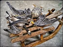  Dead birds