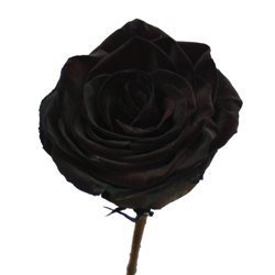 Pretty Black Rose! Hope u like it!
