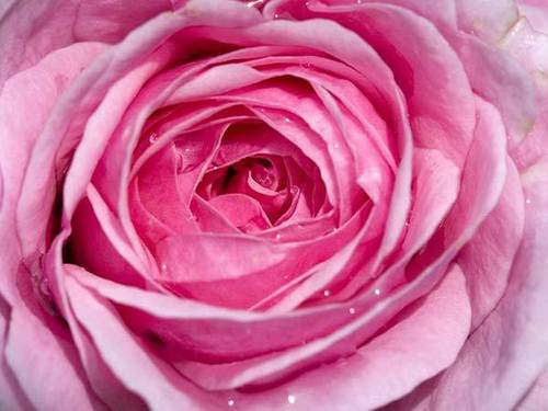  Pretty розовый Rose For Susan