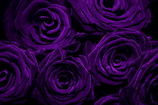 Purple roses for susan