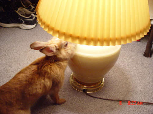  Tribble wondering how a lamp works.