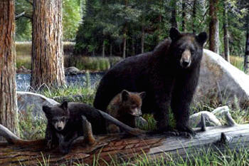  black bears