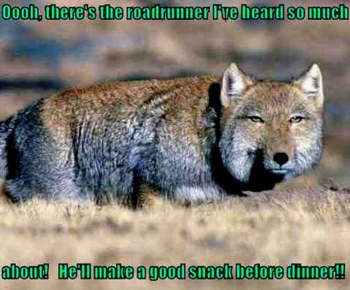  coyote funny