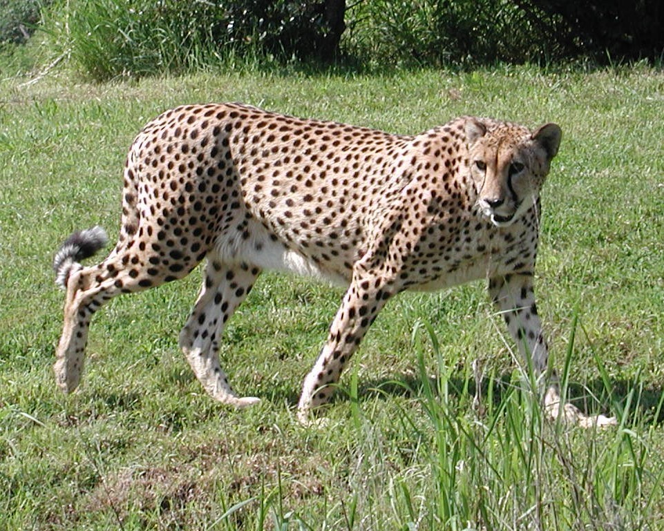 Cheetah - Animals Photo (20403823) - Fanpop