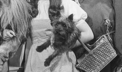  Toto In Dorothy's Arms