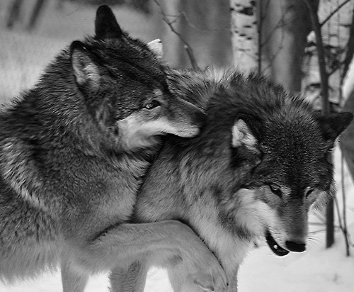  wolves