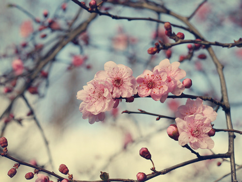  Beautiful 꽃 ♥