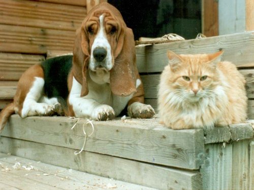  Cat and Dog <3