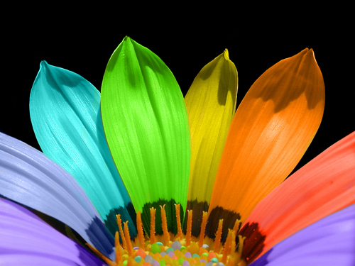  Colorful bunga ♥