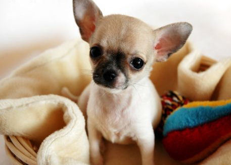Image result for chihuahua cute