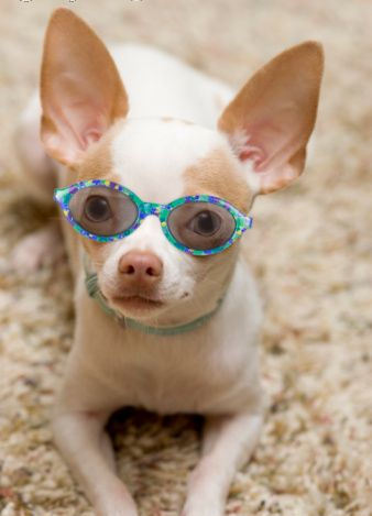 Cute Chihuahua Puppy 