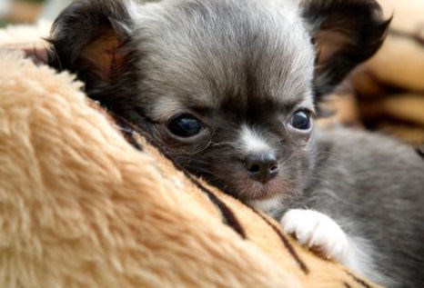  Cute chihuahua cachorro, filhote de cachorro