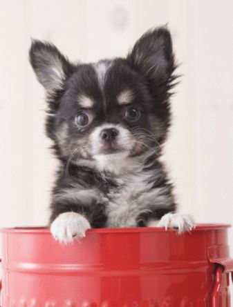 Cute Chihuahua Puppy 