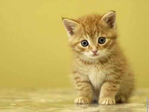  Cute cat ^-^